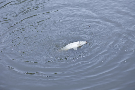 釣魚