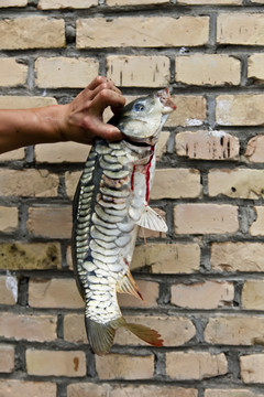 草魚