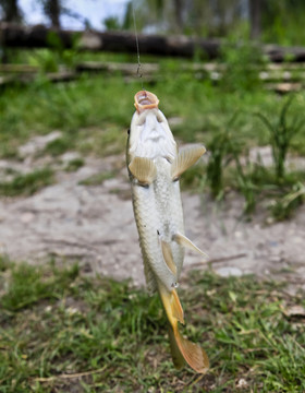 釣魚
