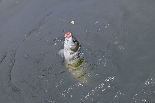 垂釣