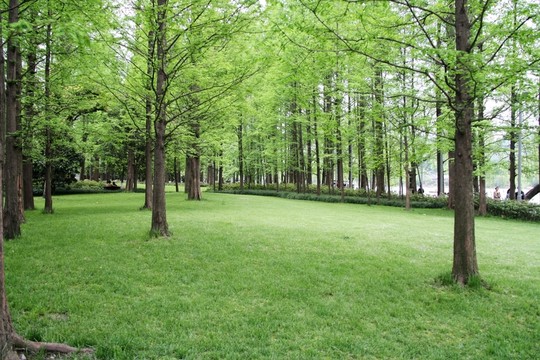 杉樹林
