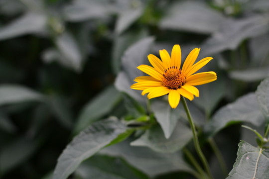 野菊