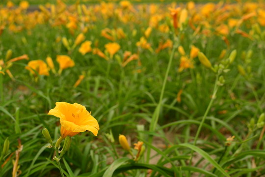 黃花菜 萱草