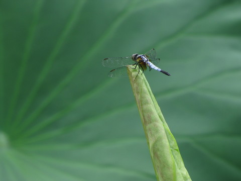 荷葉與蜻蜓