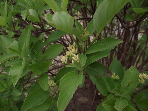 花蕾