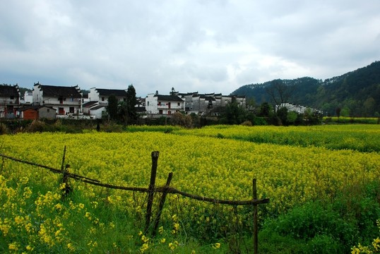 婺源田園風(fēng)光