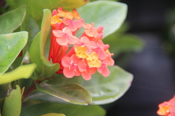 龍船花