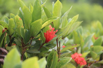 龍船花