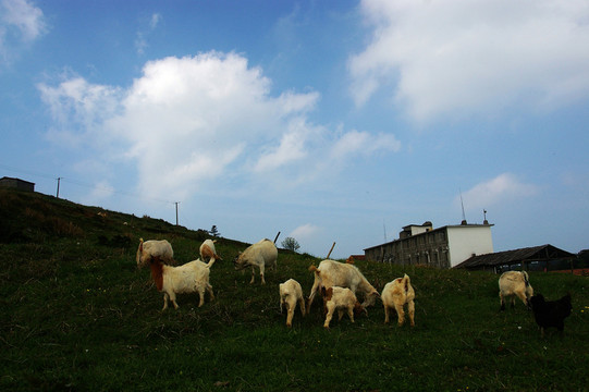 百里荒山楂樹文化園