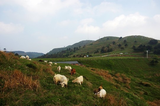 百里荒山楂樹文化園