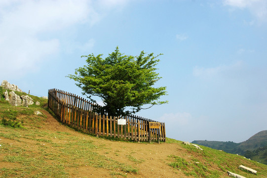 百里荒山楂樹文化園