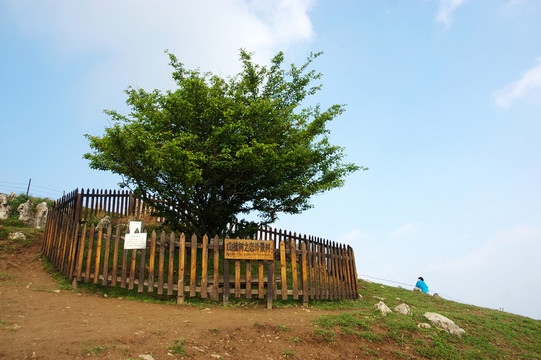 百里荒山楂樹文化園
