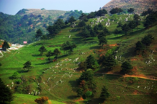 百里荒山楂樹文化園