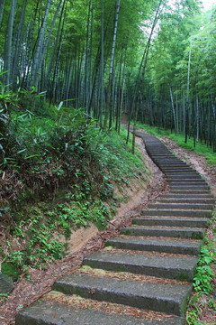 竹林