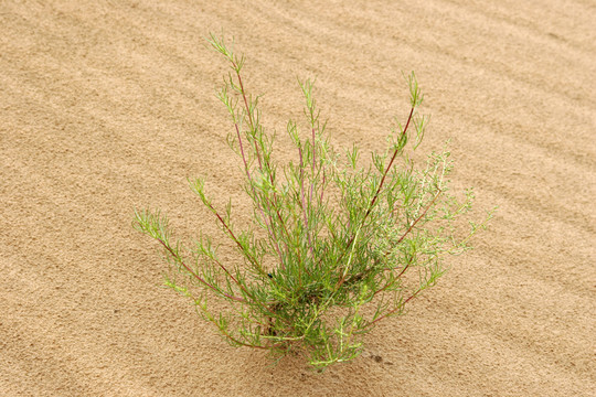 庫布其 沙漠植物