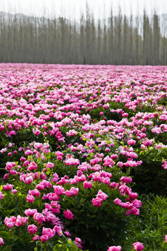 芍藥花