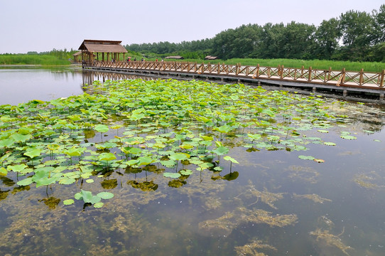 溱潼濕地