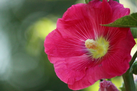 蜀葵花