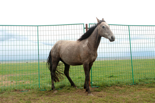 馬