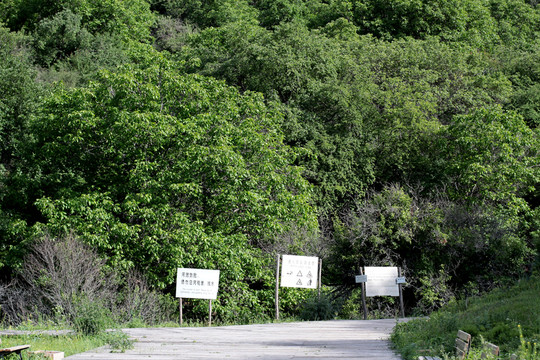 野果林