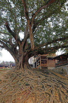 大榕樹(shù)