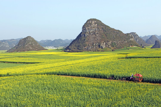 羅平油菜花