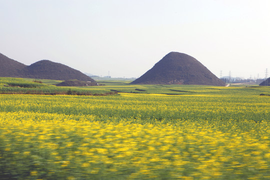羅平油菜花
