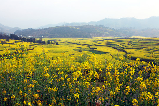 油菜花