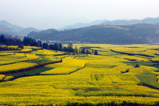 油菜花