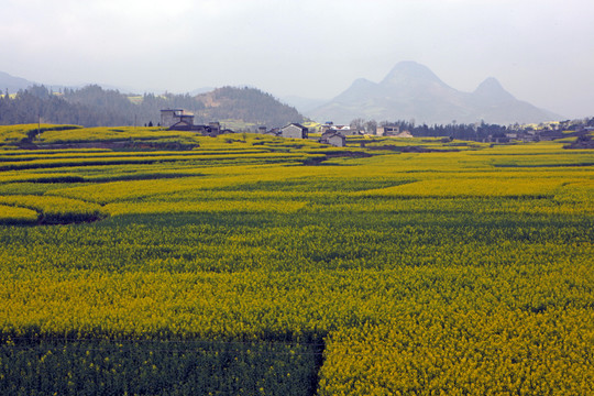 油菜花