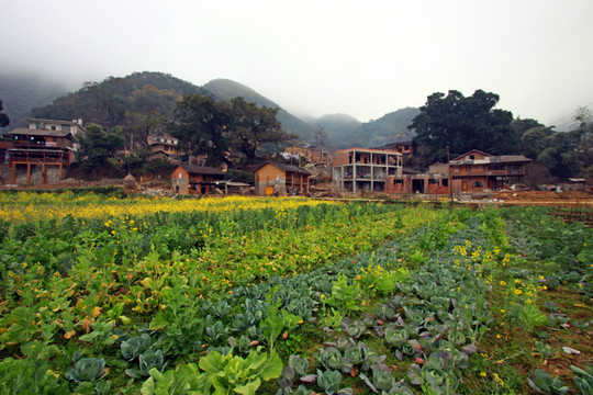 油菜花
