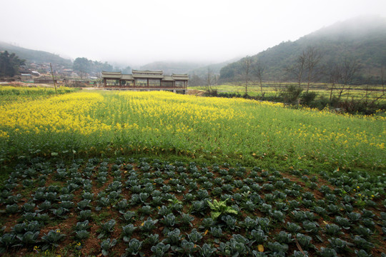 羅平油菜花