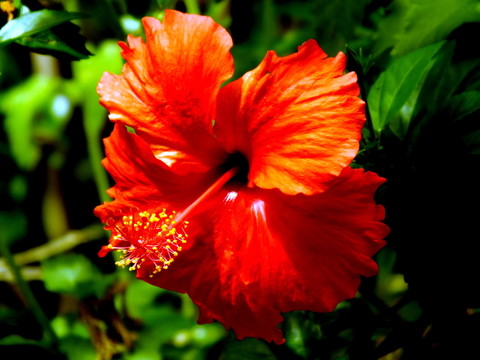 扶桑花