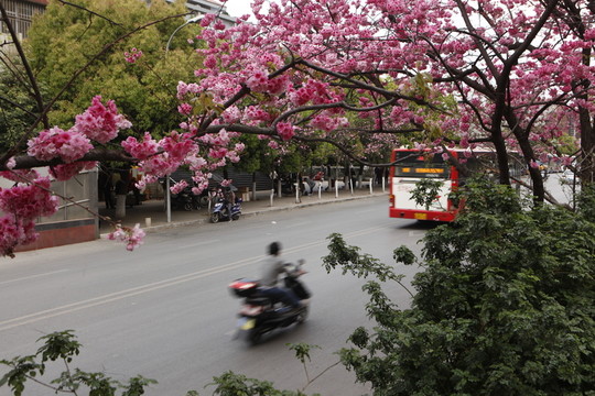 櫻花