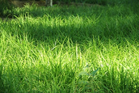 草地 草坪
