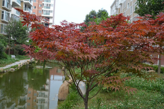 紅葉