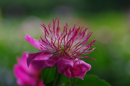 離子燙的花朵