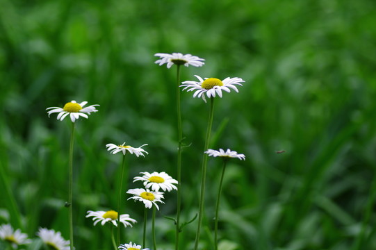 野菊花