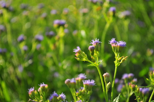 野花