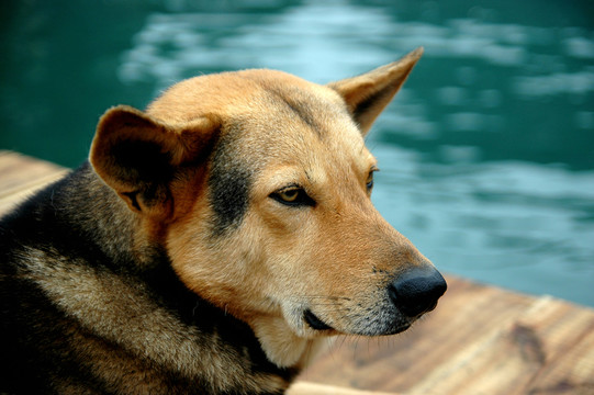 狗