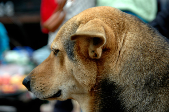 狗