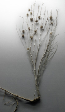 沙拐棗 標(biāo)本