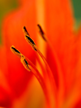 花蕊