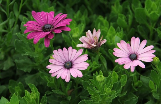 爪葉菊