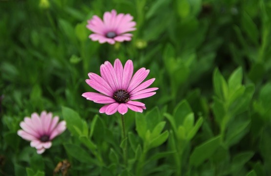 爪葉菊
