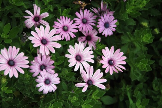 爪葉菊
