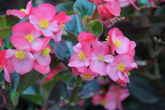 海棠花  玻璃海棠