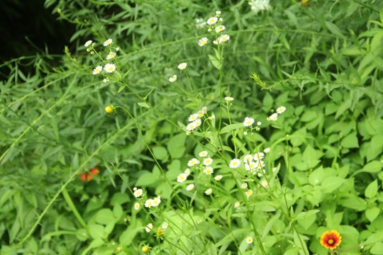 白花草   野花