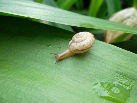 蝸牛
