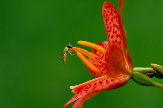 花之戀